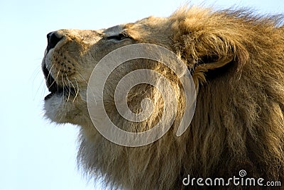 A Lions Roar