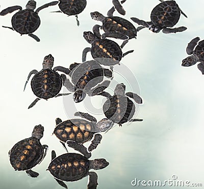 Little baby Sea turtles in nursery