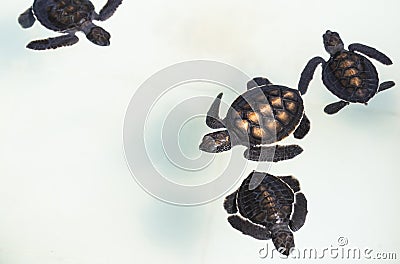 Little baby Sea turtles
