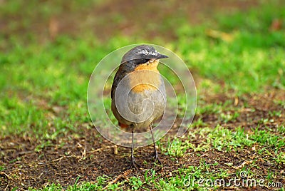 Little bird - Cape Robin Chat