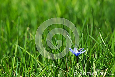 Little Blue Flower