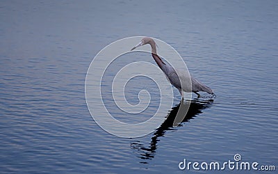 Little Blue Heron on the Hunt