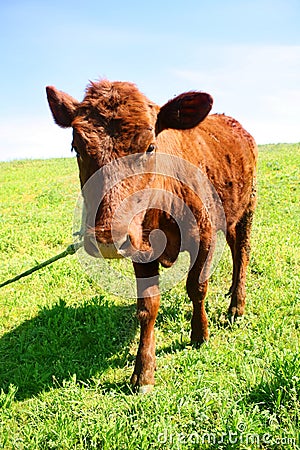 Little brown cow
