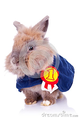 little-bunny-champion-22213342.jpg