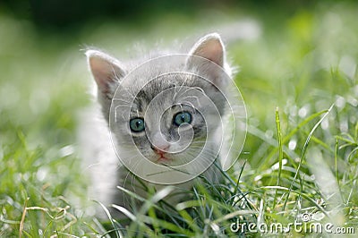 Little cat in a green grass