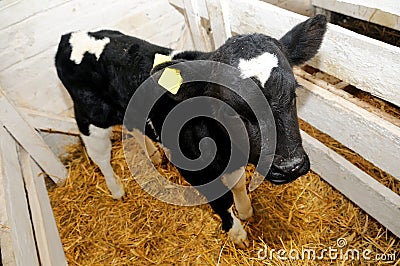 Little cow calf in box with straw