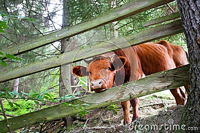 Little cow looks from a wooden fence in the forest