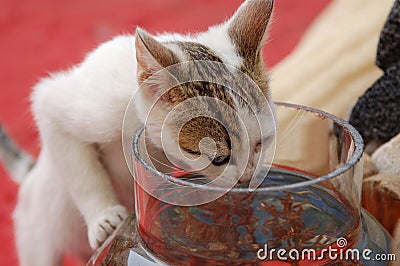 Little cute cat drinking