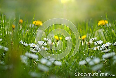 Little daisy and dandelion in meadow