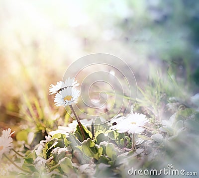 Little daisy (spring daisy)