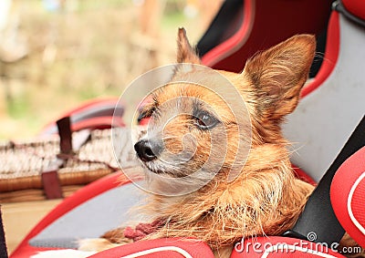Little dog in baby car seat