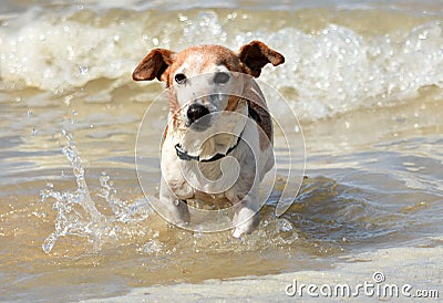 Little dog in the sea