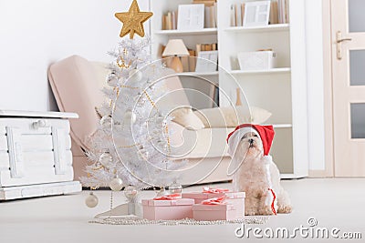 Little dog wearing Santa Claus hat