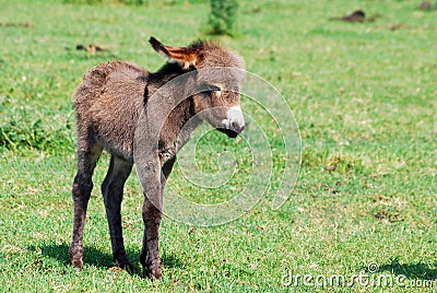 Little donkey on pasture