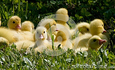 little-ducklings-18976506.jpg