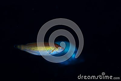 Little fish, big shadow (Centrolabrus exoletus)