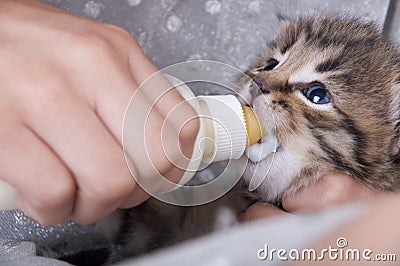 Little girl feeding small kitten from the bottle