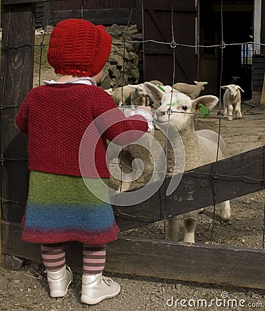 Little girl talking to the lambs