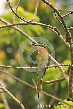 Little Green Bee-eater, Taman Negara National Park, Malaysia