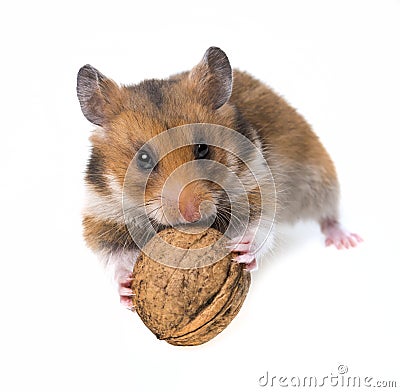 Little hamster eating a walnut