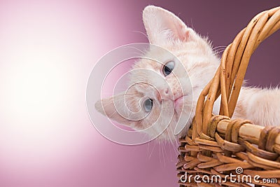 Little kitten in the basket
