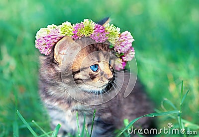 Little kitten crowned with a chaplet of clover