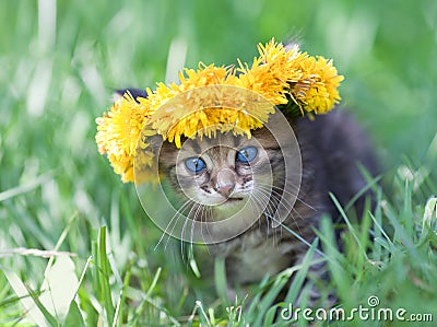 Little kitten crowned with a chaplet of dandelion