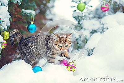 Little kitten playing on the snow