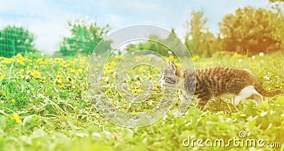 Little kitten runs on grass