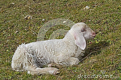 Little lamb