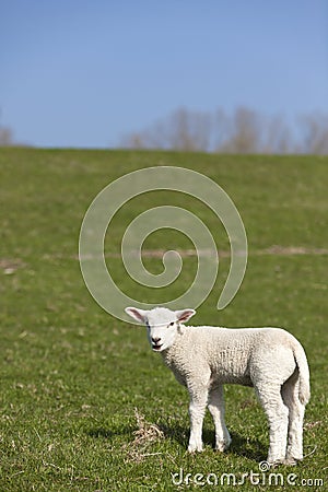 Little lamb on a dyke in Northern Germany