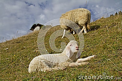 Little lamb with mother