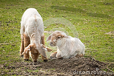 Little lambs in spring