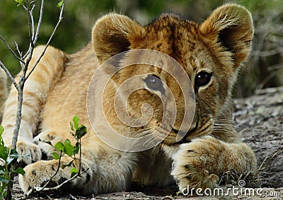 Little lion cub