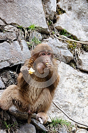 Little monkey is eating apples