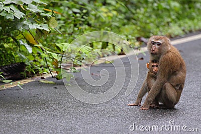 Little monkey hug on mom