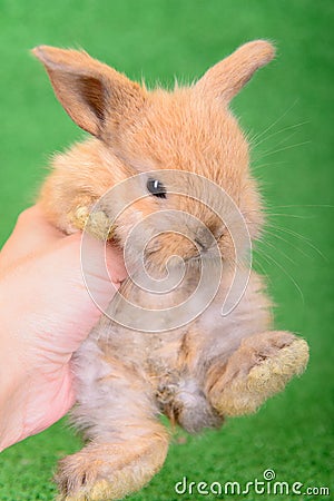 Little newborn rabbit