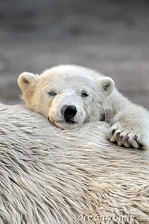 Little polar bear cub having a rest