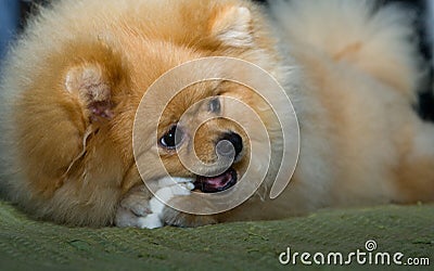Little pomeranian dog