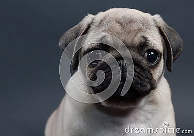 Little puppy pug