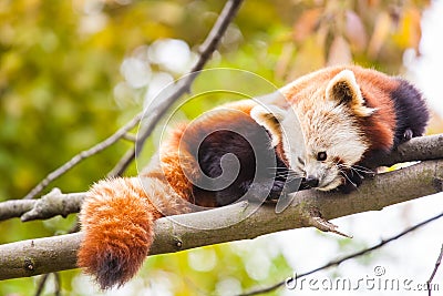 Little red panda