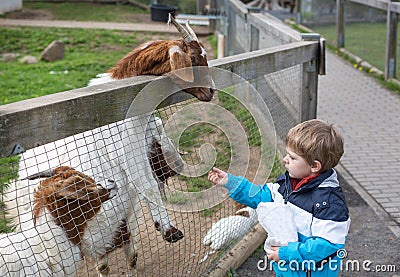 Little toddler boy feeding animals in zoo