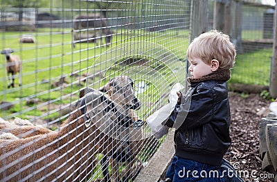 Little toddler boy feeding animals in zoo