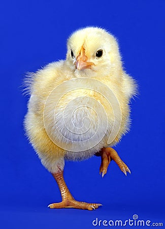 Little Yellow Chick Royalty Free Stock Photo - I