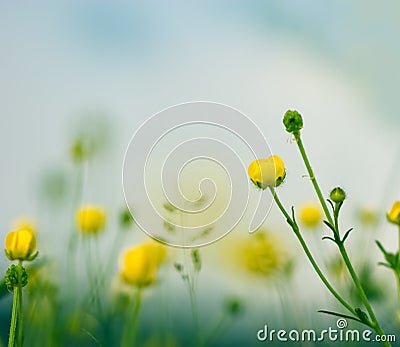 Little yellow meadow flowers and sky