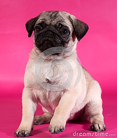 Little yellow pug puppy sitting on pink