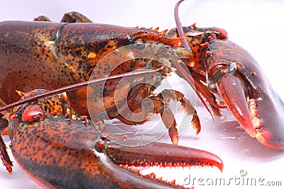 Live American Lobster close up