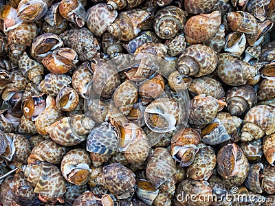 Live sea snails food background