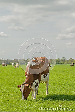 Livestock - Cows