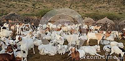 Livestock of maasai tribe in africa